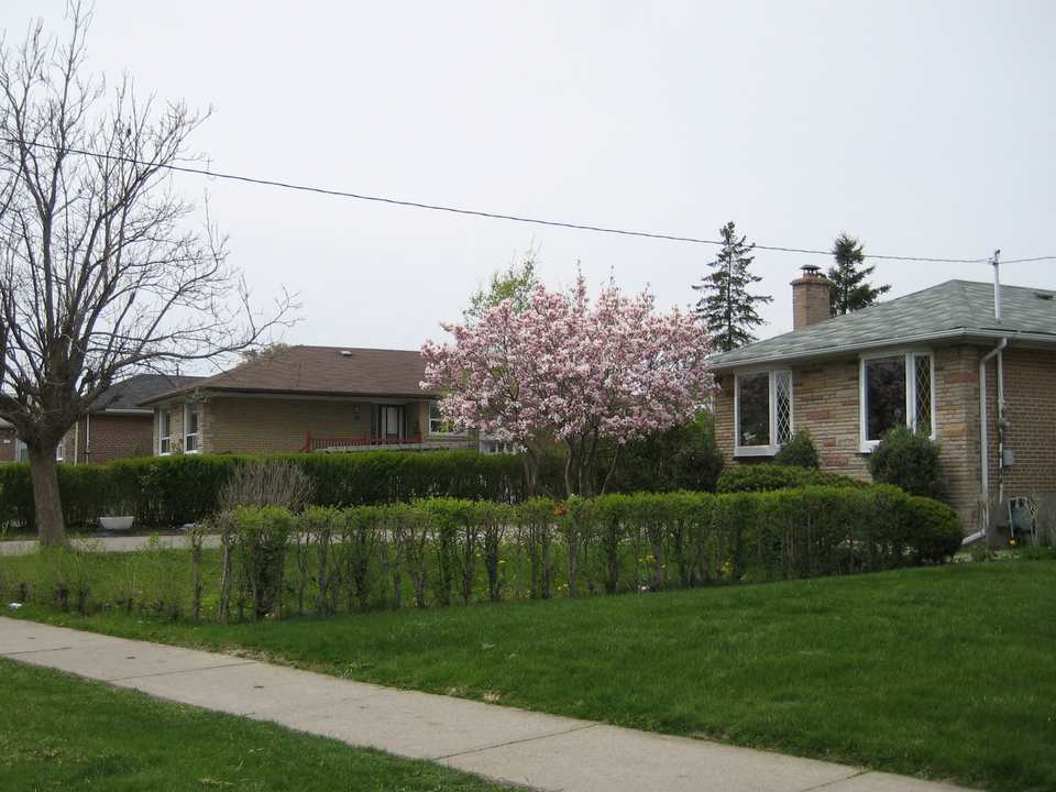 Brick bungalows and a flowering tree on a quiet residential street in Rexdale, Etobicoke